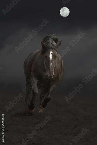 Fotoroleta dziki jeździectwo kucyk