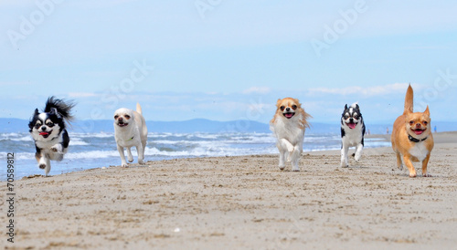Naklejka Chihuahua biegnące po plaży
