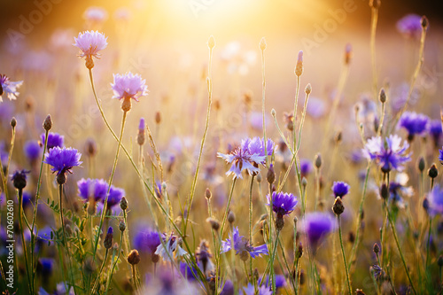 Fotoroleta kwiat łąka piękny