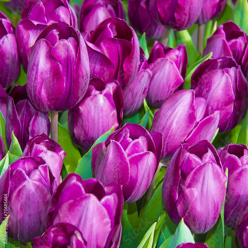 Naklejka kwiat ogród piękny tulipan