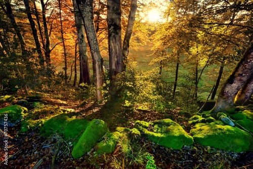 Obraz na płótnie las zen krajobraz