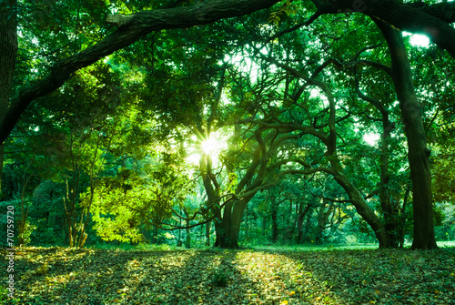 Fototapeta słońce roślina las liść