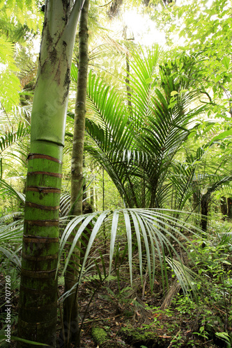 Plakat tropikalny las roślinność