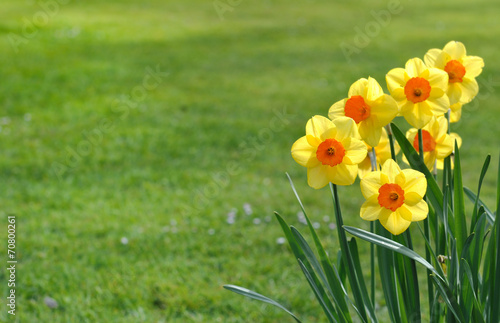 Obraz na płótnie bukiet trawa narcyz ogród kwiat