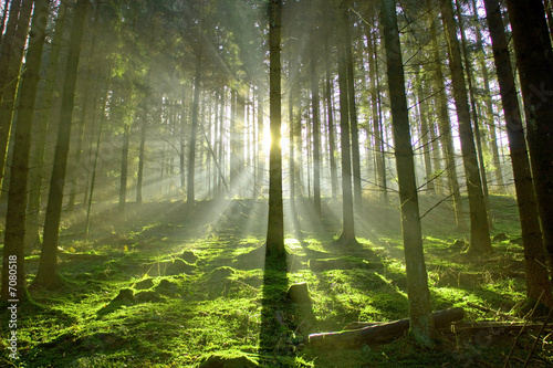 Naklejka drzewa słońce natura las