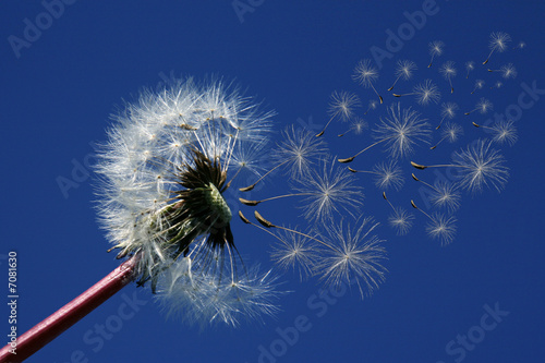 Fototapeta ogród pyłek kwiat niebo