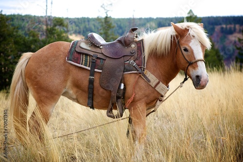 Fotoroleta jazda konna koń camping panier farba