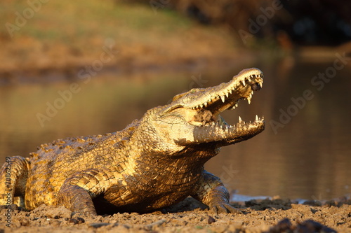 Fototapeta afryka woda natura krokodyl aligator