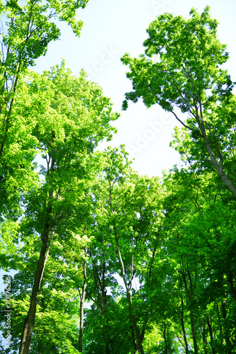 Fotoroleta wiejski aleja las drzewa