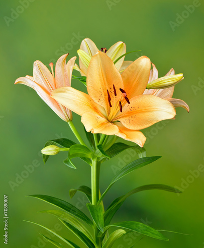 Fototapeta roślina kwiat kwitnący zielony pomarańczowy