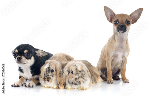 Plakat pies zwierzę gryzoń chihuahua