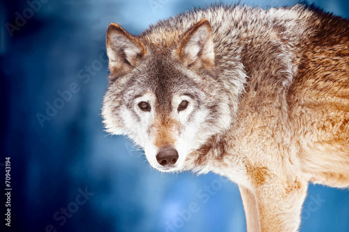 Fotoroleta portret ssak natura zwierzę dziki