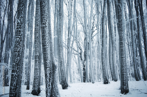 Fotoroleta pejzaż śnieg drzewa