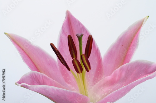 Obraz na płótnie natura kwiat bukiet