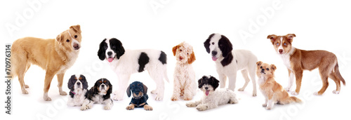 Naklejka Grupa psów na zdjęciu