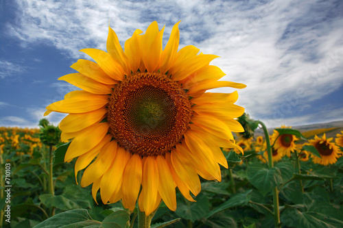 Plakat kwiat pole słonecznik słońce