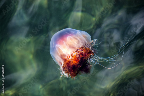 Plakat meduza witalność morze natura
