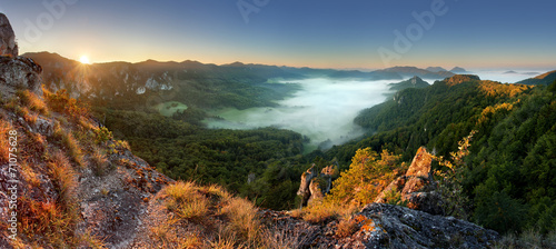 Fotoroleta panorama natura drzewa roślina panoramiczny