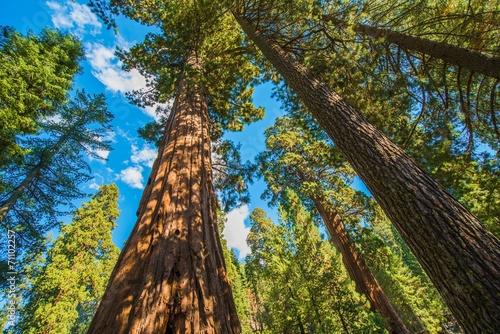 Fototapeta las natura roślina kalifornia drzewa