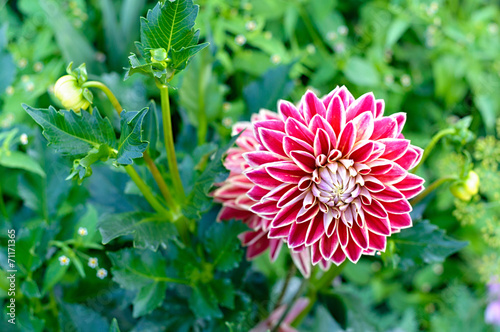 Fotoroleta piękny dalia kwiat ogród park