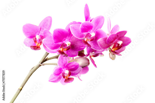 Fototapeta roślina kwiat natura tropikalny