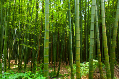 Obraz na płótnie niebo roślina bambus świeży