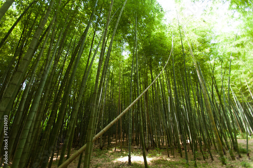 Fotoroleta bambus wzór egzotyczny świeży azja