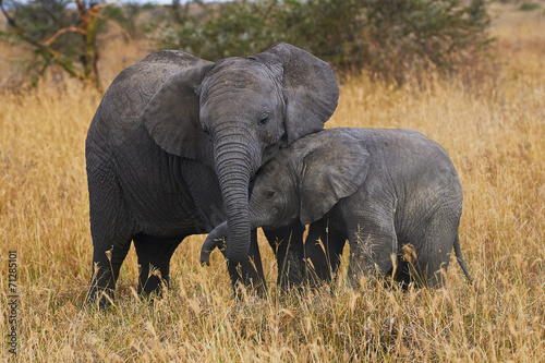 Naklejka afryka ssak słoń safari