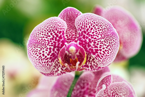 Naklejka piękny kwiat roślina tropikalny bukiet