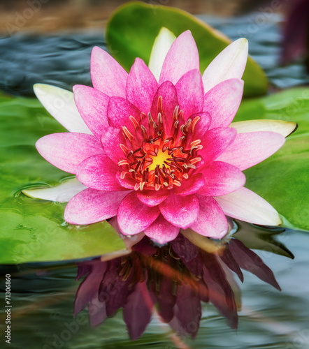 Fotoroleta roślina kwiat spokojny woda
