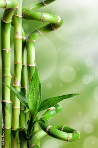 Naklejka roślina bambus botanika zbliżenie