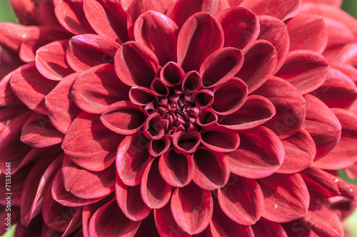 Fototapeta dalia natura piękny kwiat zbliżenie