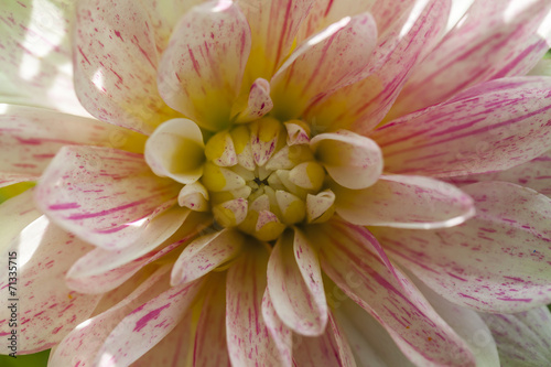 Naklejka natura dalia piękny kwiat kruchość