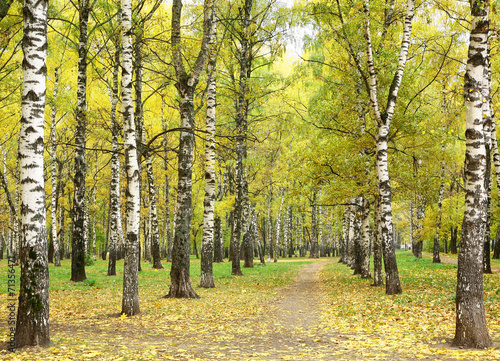 Obraz na płótnie drzewa park natura trawa jesień