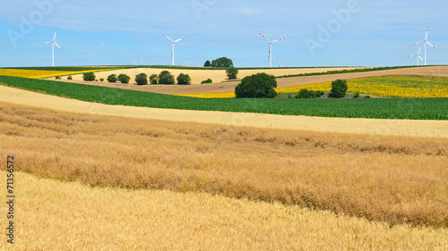 Fotoroleta drzewa rolnictwo żniwa wiatrak