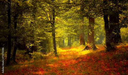Plakat natura las jesień