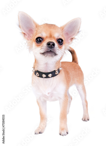 Naklejka Chihuahua szczeniak, portret