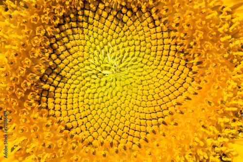 Obraz na płótnie słonecznik spirala lato