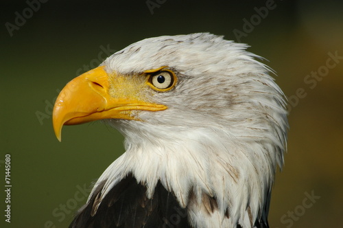 Obraz na płótnie zwierzę kanada ameryka ptak