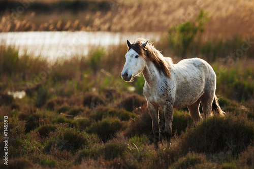 Obraz na płótnie zwierzę ssak europa trawa piękny