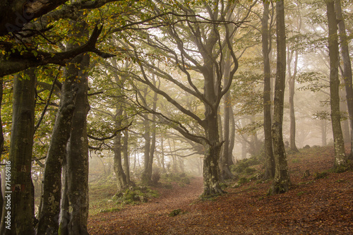 Fototapeta włochy drzewa krajobraz europa