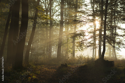 Fotoroleta dziki natura piękny las jesień