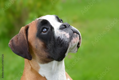 Obraz na płótnie twarz bokser pies zwierzę