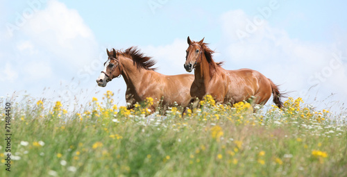 Fotoroleta ruch zwierzę pole rasowy koń