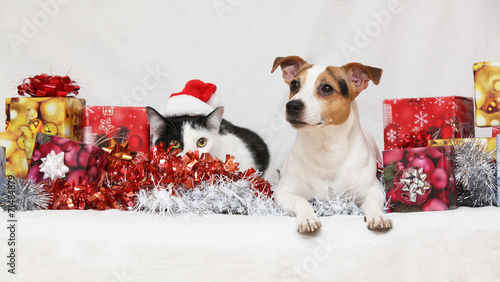 Obraz na płótnie Kot i pies, Boże Narodzenie