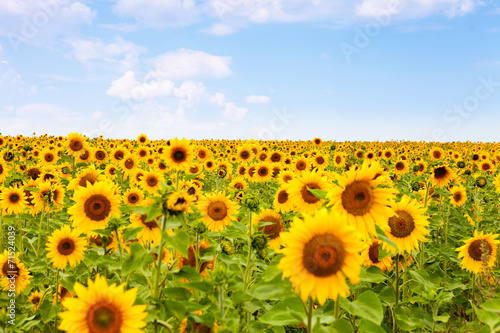 Obraz na płótnie niebo kwiat lato słonecznik pole