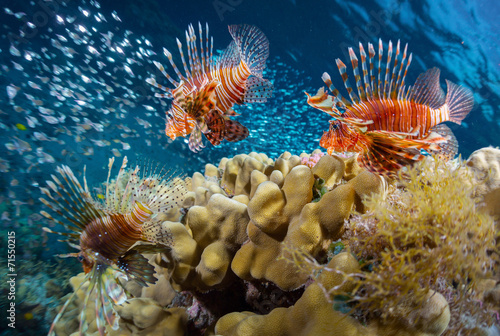 Fototapeta podwodne tropikalny rafa