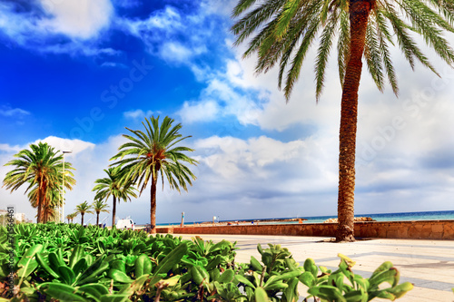 Obraz na płótnie hiszpania krzew palma woda
