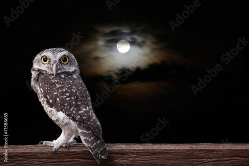Fototapeta noc zwierzę ptak księżyc