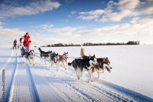 Fototapeta lód śnieg wyścig pies ruch